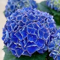 51M2z6UhuZL._AC_UL210_SR210,