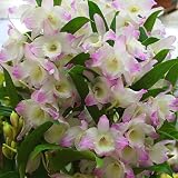 デンドロビューム 鉢植え（デンドロビウム）淡いピンクに白色 ・誕生日プレゼント、退職・昇進・昇格などお祝い花 ギフト