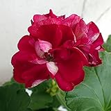 ゼラニウム[栄養系]：pacクオリティ　フォクシー11cmポット 2株セット