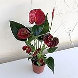 テーブルアンスリウム：レッド7cmプラ鉢[テーブルに飾れるミニアンスリウム・開花期間が長く丈夫！] ノーブランド品