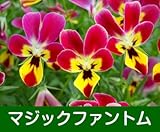 見元園芸さんのオリジナルビオラ スターラビットシリーズ 1株 【マジックファントム】（数量限定品）