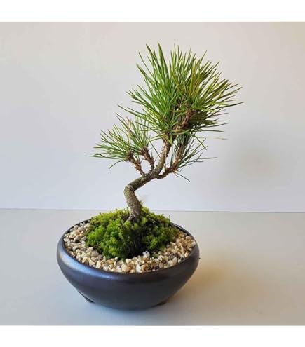 Amazon｜盆栽 黒松【現品】（10002826）｜観葉植物 オンライン通販
