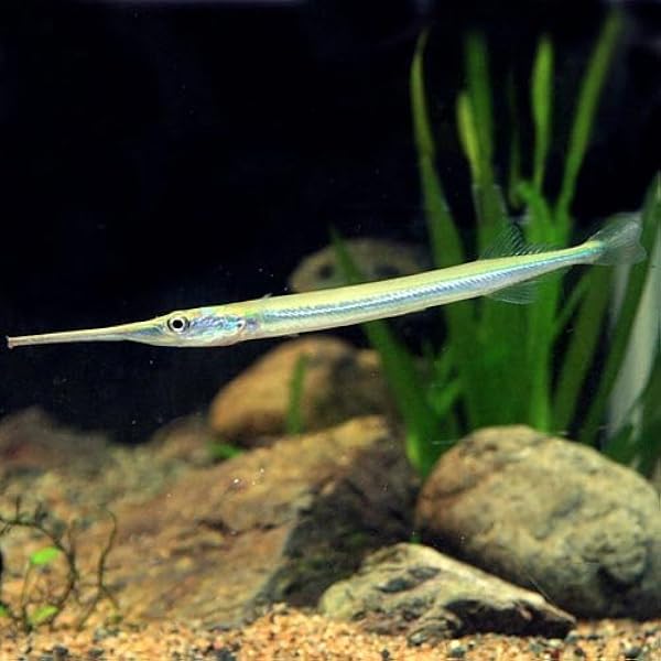 熱帯魚 ニードルガー 約１２ １５ｃｍ 1匹 生体