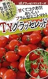 フタバ種苗 【一代交配】 トマト TYグラッセ(レッド) 種・小袋詰(10粒)