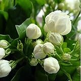 20seeds/bag Jasmine seed indoor plants perennial flower seeds
