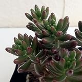 セダム：虹の玉3号ポット 3株セット[冬に赤く紅葉する人気の多肉植物] ノーブランド品