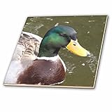 Patricia Sanders写真 – Duck Face – タイル 4-Inch-Ceramic ct_24858_1