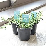 相武ガーデン 多肉植物 ドルフィンネックレス 3寸ポット苗