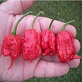 Genuine Fresh Rare Red "Carolina Reaper" Pepper Seeds (hot chilli ) Organic Vegetable 200 seeds/bag