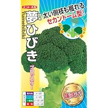 サトウくん Amazon | 【種子】 極甘キャベツ サトウくん ナント種苗のタネ