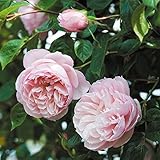 バラ苗 ザジェネラスガーデナー 大苗ＥＲ6Ｌ専用角鉢入 白系 イングリッシュローズ