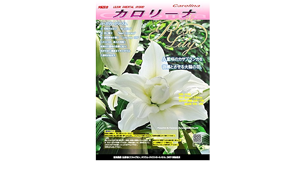 Amazon ゴージャスな八重咲百合球根 ローズリリー カロリーナ 大球 3球 球根