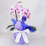 胡蝶蘭 ミディ ランラン 2本立ち 4号陶器鉢 お供えラッピング