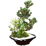 遊恵盆栽 盆栽：睡蓮木・五葉松寄せ(瀬戸焼変形鉢)*鉢植え寄せ植えbonsai
