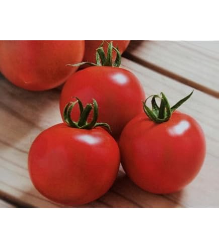 Amazon.co.jp: 中玉トマト 種 【 フルティカ 】 種子 100粒 : DIY