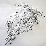 カスミソウ　黒ラメ　プリザーブドフラワー　少量パック