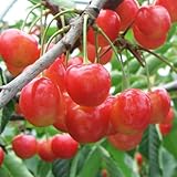 サクランボ 苗木 南陽（なんよう） 12cmポット苗 さくらんぼ苗