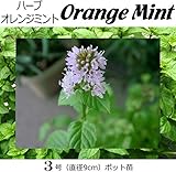 オレンジミント 直径9cmポット苗 ３ポットセット