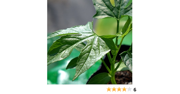 Amazon 沖縄スズメウリ おきなわすずめうり ポット苗 植木
