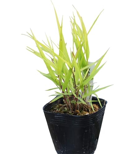 特大良品風知草❗フウチソウ36号鉢1鉢 特大良品風知草❗フウチソウ36号鉢1鉢