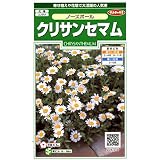 【種子】クリサンセマム　ノースポール 小袋