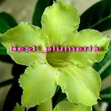 100％本物の "レモングリーン」アデニウムObesum種子 - 5SEEDS - 盆栽デザートローズフラワー植物の種子