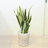 花由 観葉植物　8号鉢 サンスベリア リボン付き バスケット入り