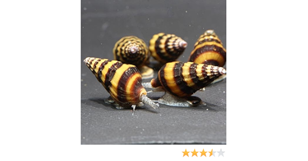 Amazon キラースネール １０匹セット 約２から３ｃｍ 小型の貝を食べる貝 淡水 生体 国産グッピー専門店またのきや 観賞魚 水中生物 通販