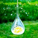 SHINA 2個セット 水滴 ハンギング ガラス 花瓶 水栽培ポット 観葉植物 水耕栽培植物 ホームデコレーション