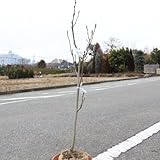 庭木:ハクレン(白木蓮)/モクレン H:約100cm