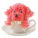 光触媒 ティーカッププードル