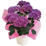 ビビアン　パープル　さかもと園芸　達人のあじさい　母の日　あじさい　アジサイ　紫陽花　花鉢植え　花　ギフト　プレゼント　贈答品　エンゲイタツジンハハヒアジサイハナハチウハナゾウトウヒン (ビビアンパー