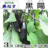 ナス苗　黒陽（こくよう）長なす（接ぎ木直径9cmポット苗）３ポットセット