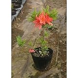 赤花レンゲツツジ 5号ポット