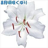 国華園　球根　8月咲カサブランカ　12球【※発送が国華園からの場合のみ正規品です】