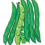 国華園　野菜たね　マメ　讃岐長莢そら豆　1袋(30ml入)【※発送が国華園からの場合のみ正規品です】