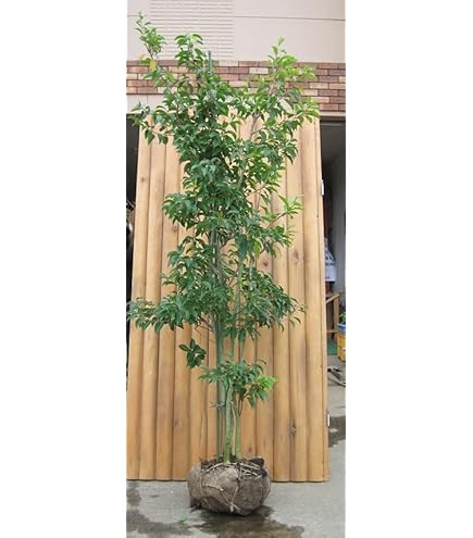 Amazon.co.jp: ソヨゴ 株立ち(雄雌不明株) 樹高1.2m(根鉢含まず)325