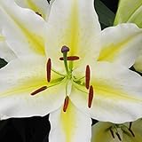 国華園　ユリ　花ユリ　コロンビア　10球【※発送が国華園からの場合のみ正規品です】