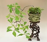 いよじ園 【】 コナラ/小楢 中品盆栽（鉢:越前芳水作） （いよじ園）