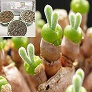 うさぎの耳栽培セット (種10粒) モニラリア 多肉植物☆LabiCatsオリジナル☆