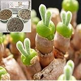 うさぎの耳栽培セット (種10粒) モニラリア 多肉植物☆LabiCatsオリジナル☆