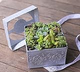 多肉植物 寄せ植え セット taniku サプライズ BOX Mサイズ