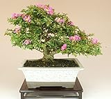 いよじ園 [] 姫サルスベリ/百日紅（小品盆栽） 【花物盆栽】