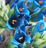 サファイアタワーPuya alpestris 10 SEEDSエキゾチック*珍しい*目を引く* CombSH