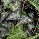 ヘデラ：キプロス3号ポット 3株セット[葉脈が白く浮き出るお洒落なアイビー] ノーブランド品