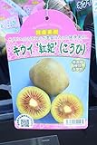 果樹苗　接木　キウイ　紅妃(メス)　1年生　【送料込価格】