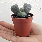 プレイオスピロス・ネリー　帝玉（テイギョク） 直径5cmポット入り ノーブランド品