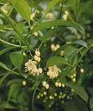 サカキの種　　３０粒