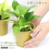(観葉)ポトス(品種おまかせ) 3号(お買い得3ポットセット) 本州・四国限定[生体]