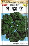 ほうれん草種子・冬霧７（ふゆぎりセブン）（3000粒）